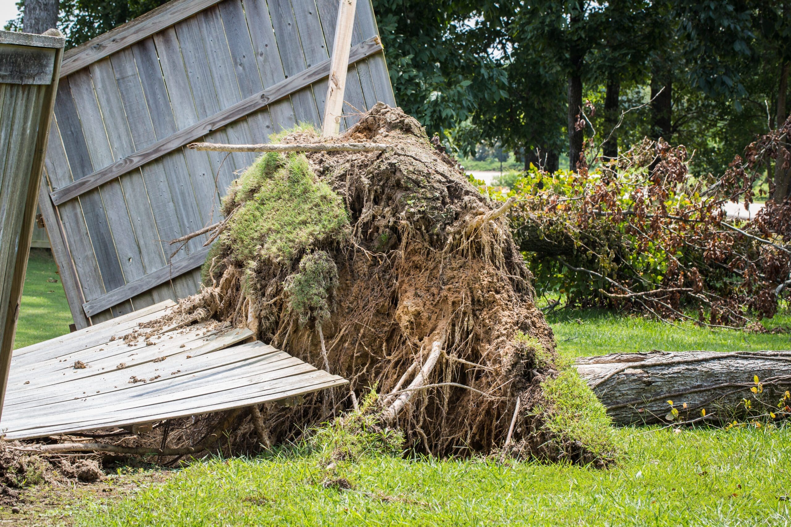 Neighbor Tree Damage: Understanding Your Legal Rights and Responsibilities